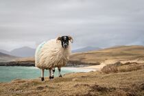 Schotland Hebriden Landschap DSC 0039