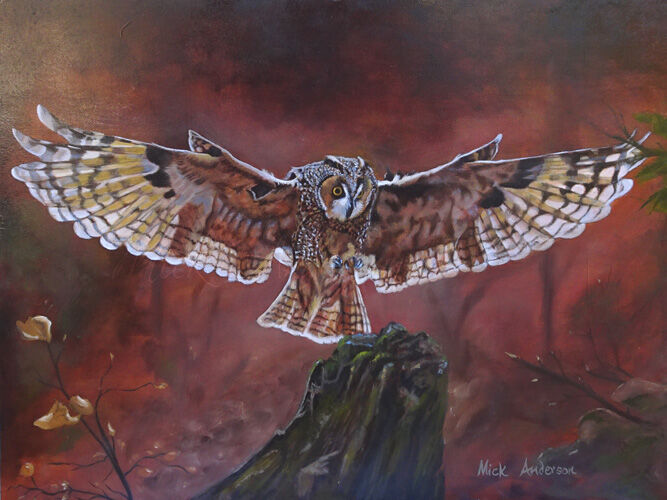 Long Eared Owl