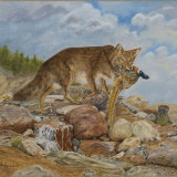 "Coyote with Pheasant" - Oil Painting