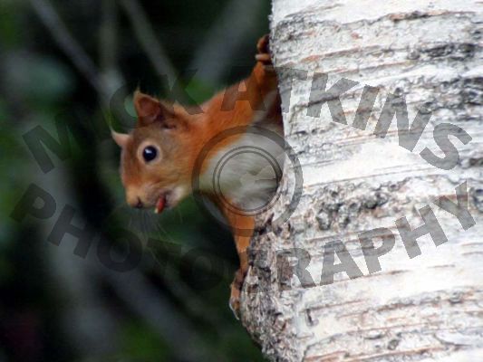 Red Squirrel (eating nut)