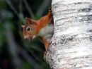 Red Squirrel (eating nut)