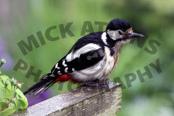 Great Spotted Woodpecker