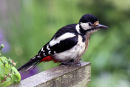 Great Spotted Woodpecker