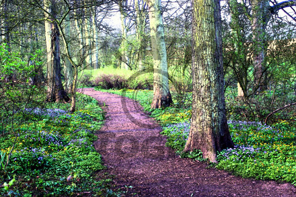 Woodland Walk