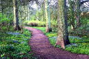 Woodland Walk