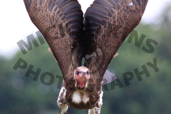 Vulture In Flight