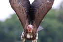 Vulture In Flight