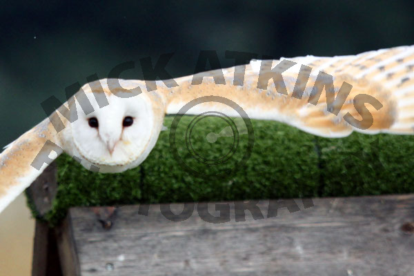 Barn Owl - In Flight