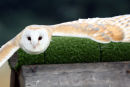 Barn Owl - In Flight