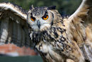 Bengal Eagle Owl (female)