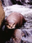 Otter Stare