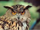 Eagle Eyed Owl