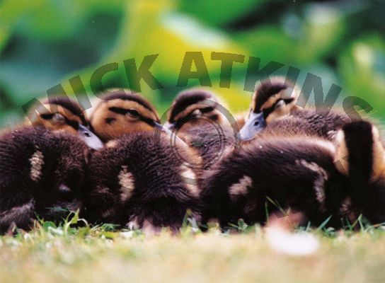 Baby Chicks