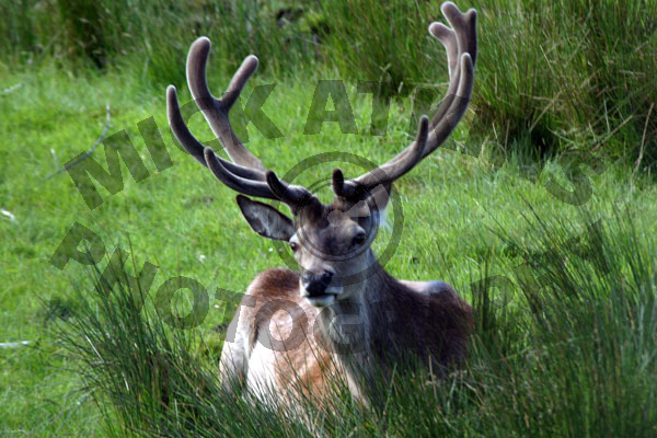 Reindeer