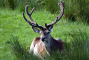 Reindeer