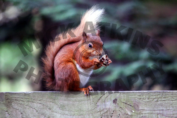 Red Squirrel