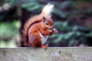 Red Squirrel