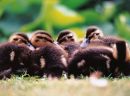 Baby Chicks