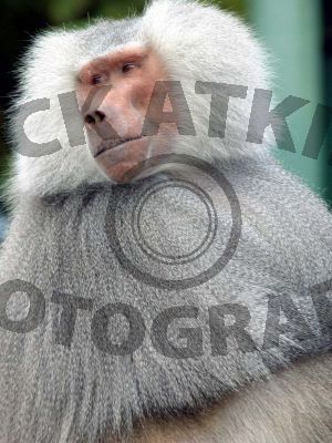 Monkey Queen