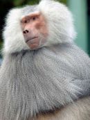 Monkey Queen