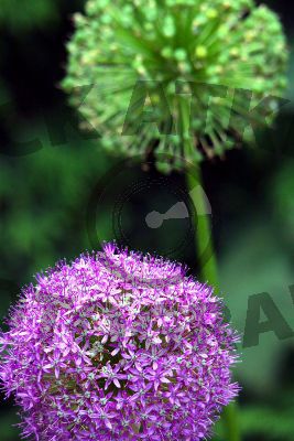 Allium