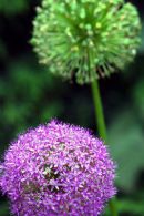 Allium