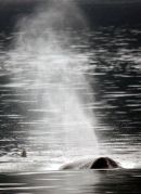 Blow Hole