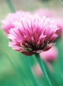 Chive