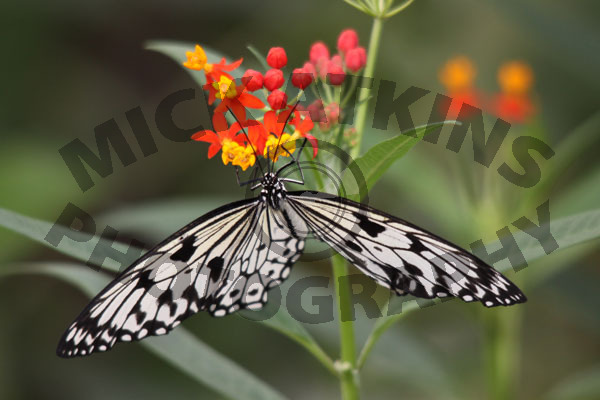 Rice Paper Butterfly