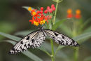 Rice Paper Butterfly