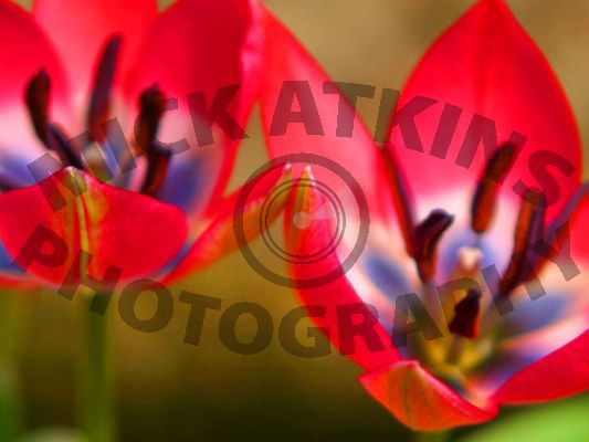 Tulipa