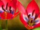 Tulipa