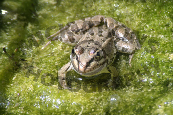 Little Toad