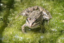 Little Toad