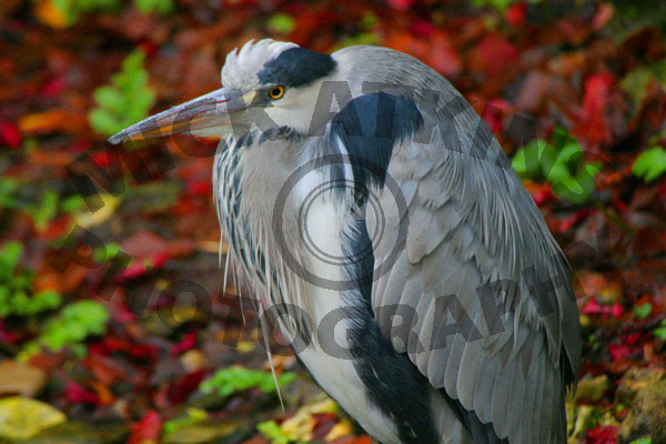 Grey Heron