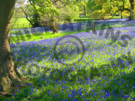 Bluebell Wood