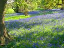Bluebell Wood