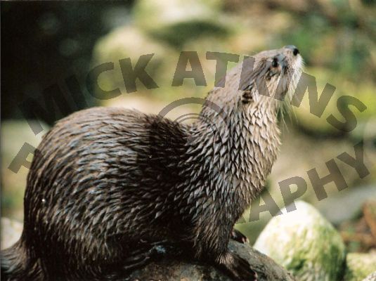 Wild Otter