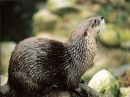 Wild Otter
