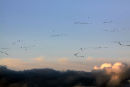 Geese - Findhorn Bay