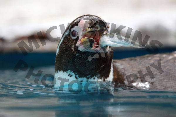 Hungry Penguin