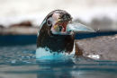 Hungry Penguin
