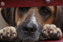 Hello Pup