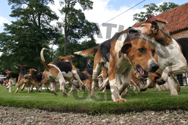 Ground Level - Puppy Show