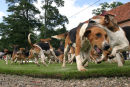 Ground Level - Puppy Show