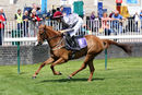 Race 0 - Pony 1 Little Anne (5)