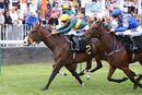 Race 1 - Dark Tulip (12)