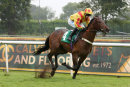 Race 1 - Five Amarones (3)