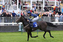 Race 1 - Go Well Spicy (10)