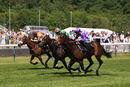 Race 1 - Sows (4)